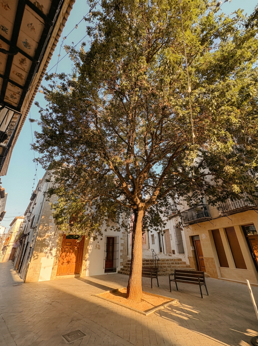Placeta con árbol centenario y bancos de madera bajo su sombra en Benissa